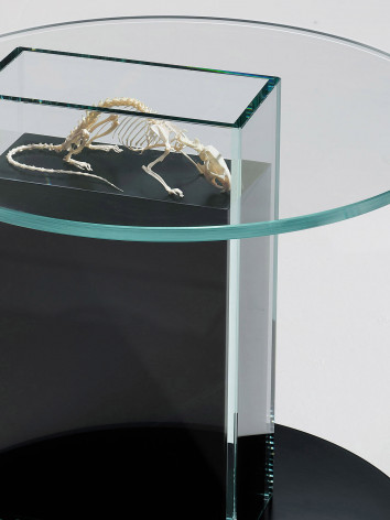 Glass coffee table containing a mouse skeleton