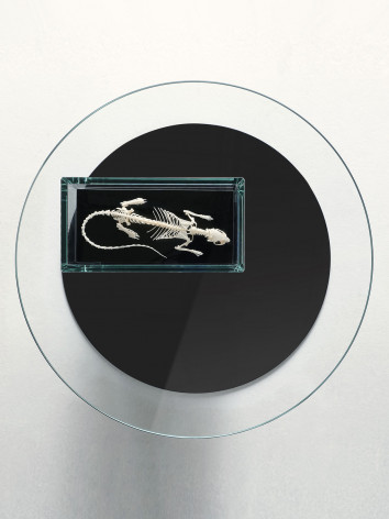 Glass coffee table containing a mouse skeleton