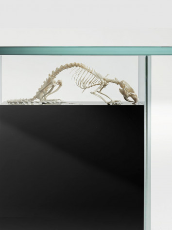 Glass coffee table containing a mouse skeleton